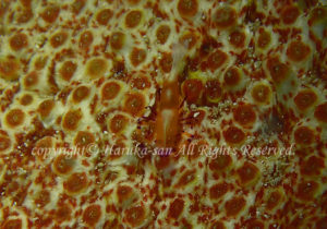 「ウミウシカクレエビ」　はるかさん