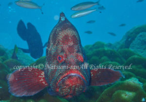 「アザハタ」　なつみさん