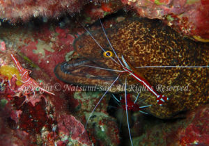 「ドクウツボ」　なつみさん