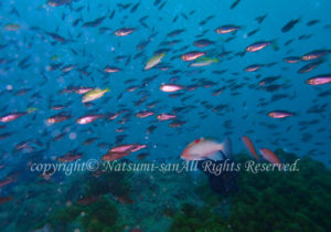 「クロホシイシモチ・ケラマハナダイ」　なつみさん