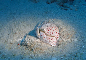 「マルソデカラッパ」　なつみさん