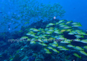 「ヨスジフエダイ」　なつみさん