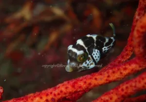 「ノコギリハギ」　れおさん