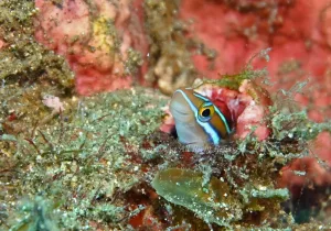 「ミナミギンポ」　かげやまさん