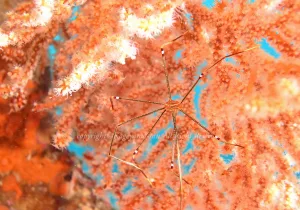 「オルトマンワラエビ」　かげやまさん