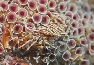 「ゼブラガニ」　かげやまさん