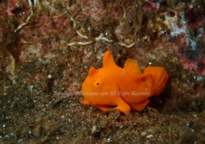 「イロカエルアンコウ」　なつみさん