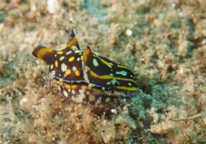 「カラスキセワタ」　わーさん