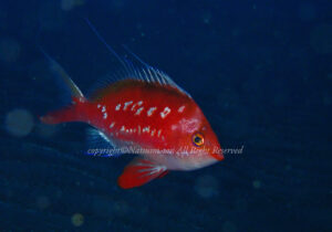 「サクラダイ」　なつみさん