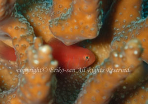 「フタイロサンゴハゼ」　えりこさんさん