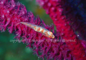 「ガラスハゼ」　えりこさんさん