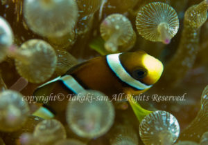 「クマノミ」　たかきさん