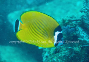 「ツキチョウチョウウオ」　たかきさん