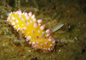 「イガグリウミウシ」　えーさん