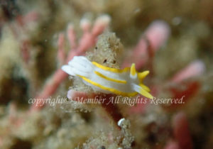 「コトヒメウミウシ」　えーさん