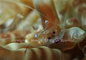 「オドリカクレエビ」　わーさん