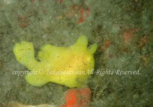 「イロカエルアンコウ」　たかはしさん