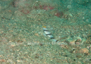 「ネジリンボウ」　たかはしさん