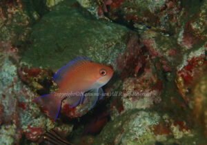 「アカオビハナダイ」　なつみさん