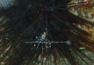 「クリアクリーナーシュリンンプ」　なつみさん