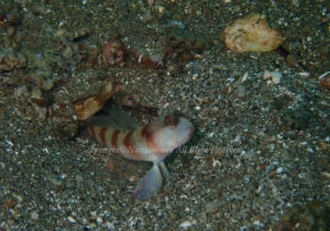 「ダテハゼ」　なつみさん