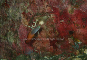 「ハタタテハゼ」　なつみさん