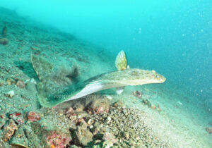 「ヒラメ」　かげやまさん