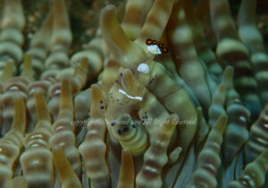 「イソギンチャクエビ」　なつみさん