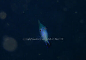 「ナガサキスズメダイ」　なつみさん