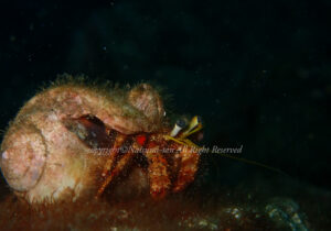 「オイランヤドカリ」　なつみさん