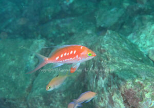 「サクラダイ」　かげやまさん