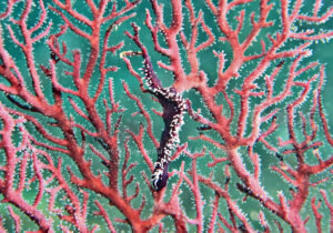 「スミゾメミノウミウシ」　かげやまさん