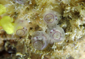 「カールおじさんホヤ」　わーさん