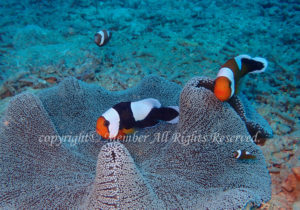 「トウアカクマノミ」　わーさん