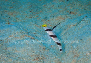 「ヒレナガネジリンボウ」　えーさん