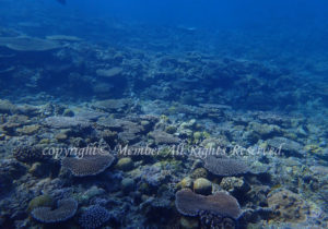 「ミニドリームホール」　えーさん