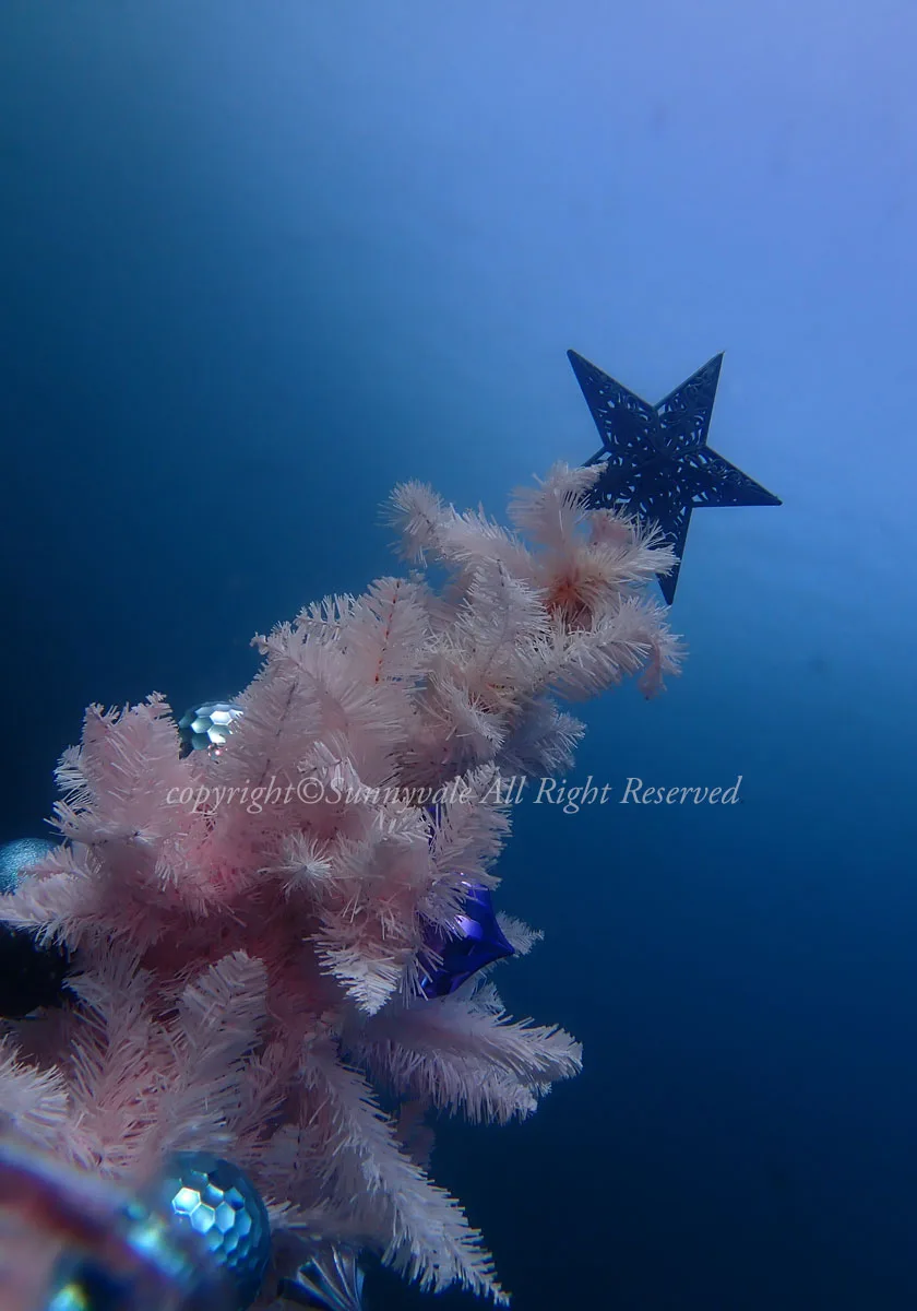 水中クリスマスツリー