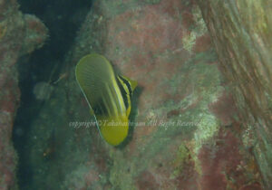 「ヒレナガハギ」　たかはしさん