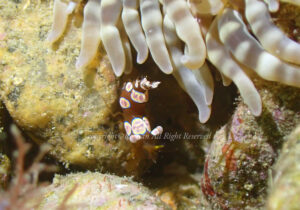 「イソギンチャクモエビ」　れおさん