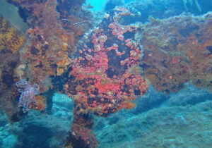 「オオモンカエルアンコウ」　れおさん