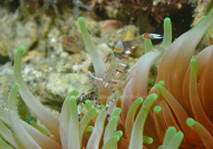 「アカホシカクレエビ」　れおさん