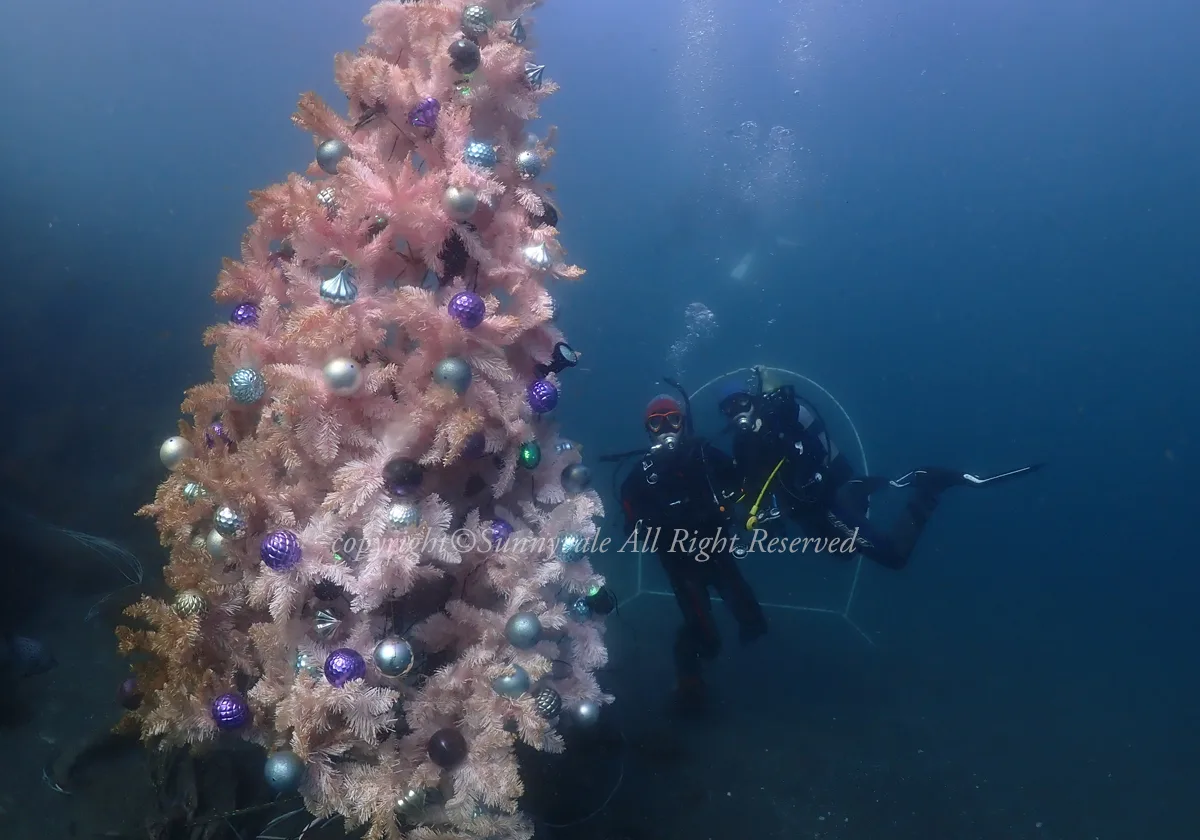 水中クリスマスツリー