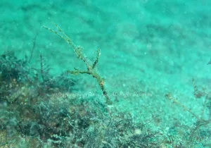 「カミソリウオ」　かげやまさん