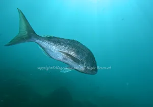 「マダイ」　かげやまさん