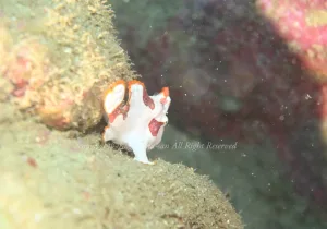 「クマドリカエルアンコウ」　かげやまさん