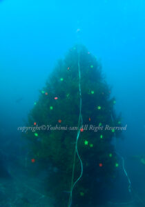 「水中クリスマスツリー」　よしみさん