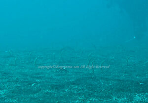 「アキアナゴ」　かげやまさん