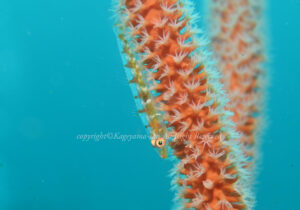 「ガラスハゼ」　かげやまさん