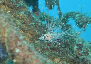 「ミノカサゴ」　かげやまさん