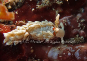 「シロミノウミウシ」　わーさん